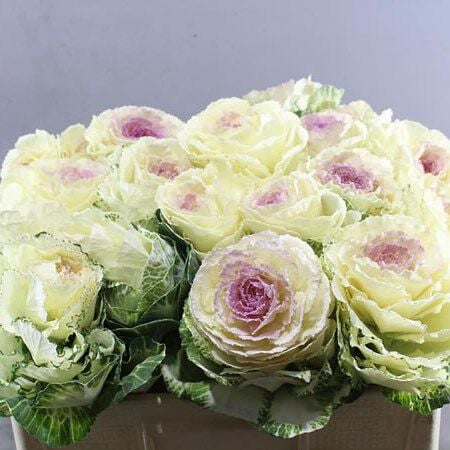 Condor White, Ornamental Kale Seed - Packet image number null